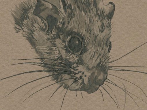 ANIMAL HEAD ARCHIVE