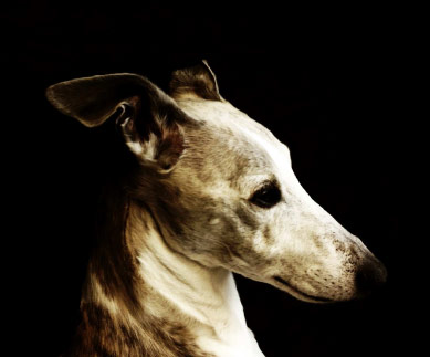 PROLOGUE TO THE EPILOGUE OF A DOG