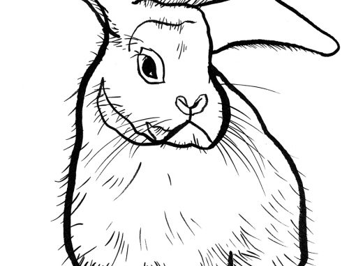 TWO HUNDRED AND THIRTY RABBITS GO TO TEXAS