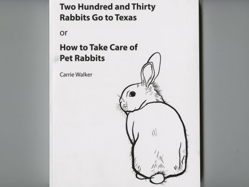 HOW TO TAKE CARE OF PET RABBITS