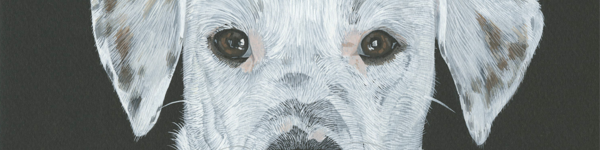 Portion of a dog portrait. Big black eyes stare out from a white-furred face.