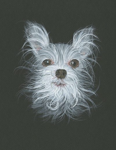 This is a portrait of a frizzy haired white and grey little dog.