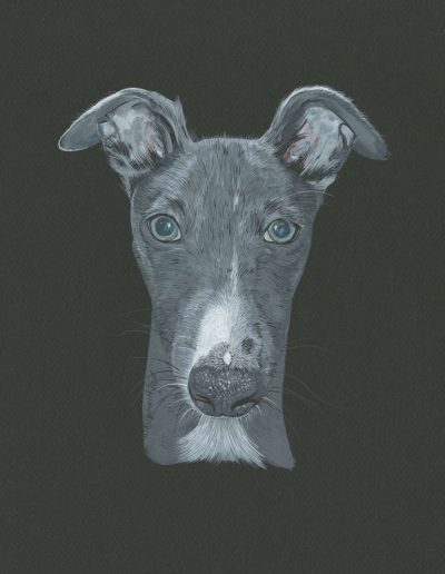 A portrait of a grey whippet.