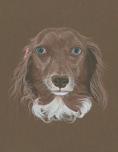 A portrait of Fergus, a red and white, long-haired dachshund with blue eyes.