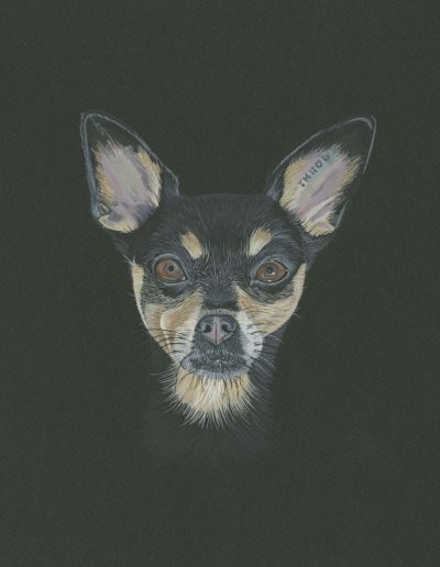 A portrait of a small dog with a bat-like face and an ear tattoo.