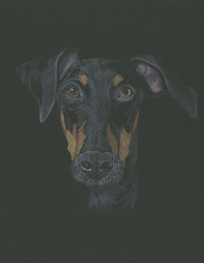 This portrait of Leena the doberman is sunk deep into the black of the paper.