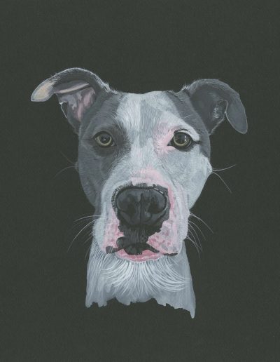 This portrait is of a pitbull named Otto. Otto is smooth-coated with grey and white fur and a pink muzzle