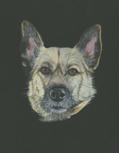 A portrait of Pippa, a medium-sized mixed mutt with gorgeous thick tan and black fur.
