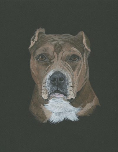 This is a portrait of a dog named Snortlette. He is a crop-earred pitbull with beautiful mottled brown fur.