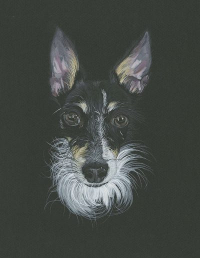 A portrait of Tizzy, a wire-haired terrier with a beautiful queenly ruffle.