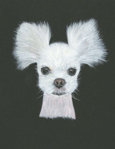 This is a portrait of a dog named Jillie. It is painted in gouache on black paper. Jillie is a white Pomeranian with alopecia. She has no fur on her body. She has cute giant white ears.