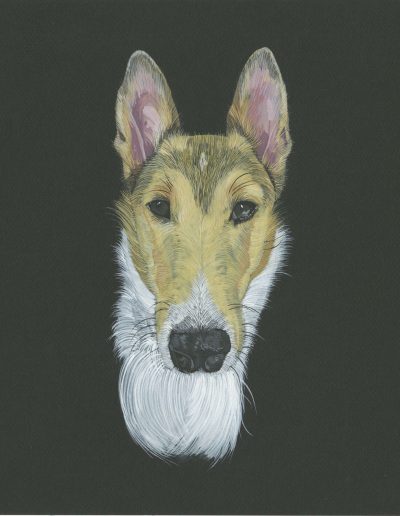 This is a painting of the head of a smooth-coat white collie. The dog's name is Pippin. She has a tiny white diamond of fur on her forehead. This is where one must place kisses.