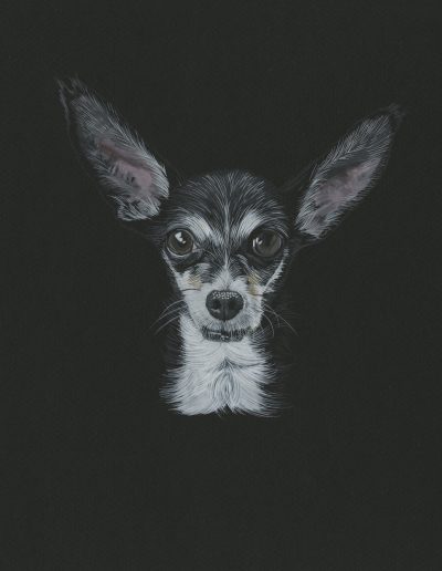 This is a portrait of a senior chihuahua named Blanche. It features her face painted in fine detail in gouache on black paper.