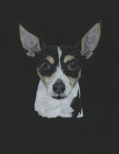 This is a portrait of a rat terrier named Gato. It features his face painted in fine detail in gouache on black paper.