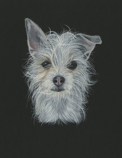 This is a portrait of a scruffy white dog with one floppy ear. It is painted in fine detail with gouache paint on black paper.
