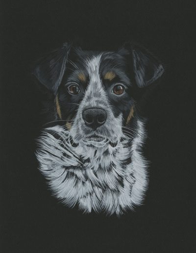 This is a portrait of Bear, a fuzzy blue heeler cross.