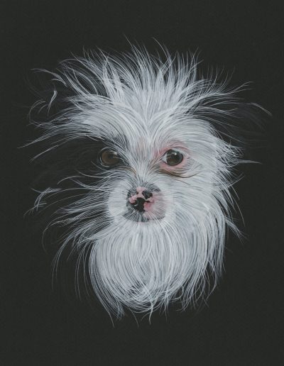 This is a portrait of Hiccup, a black and white, fuzzy dog with pink eyelids.
