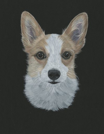 This is a portrait of Quigley the corgi.